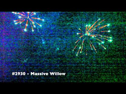 MASSIVE WILLOW